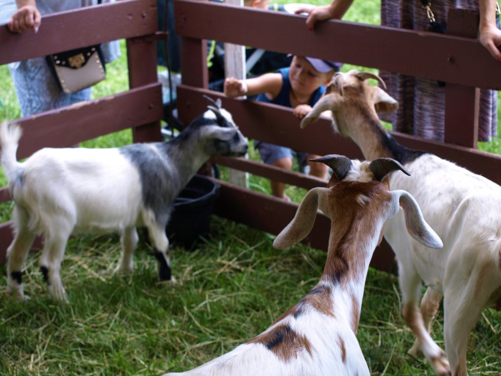 Petting zoo at the Blueberry Festival in Bethlehem, PA, a Trail Town along the D&L