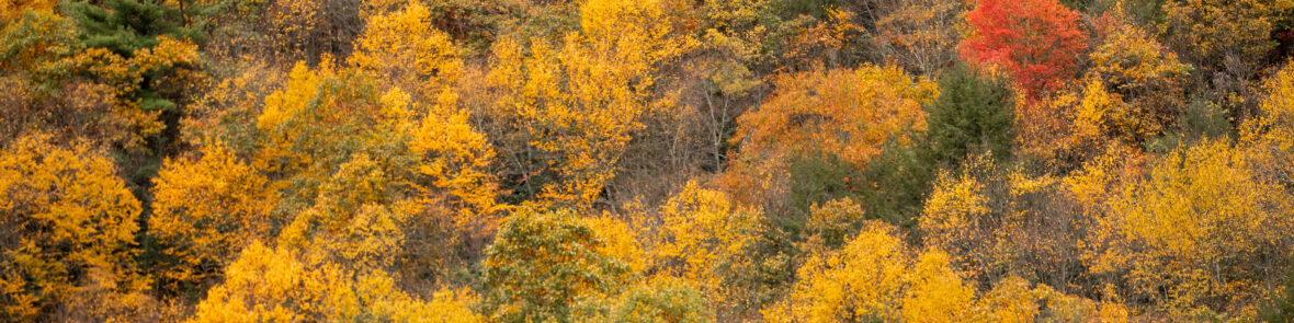 Delaware & Lehigh - Dirt on the Trail, Fall ’25
