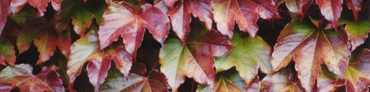 Delaware & Lehigh - 5 Must-See Fall Foliage Views Along the D&L Trail 