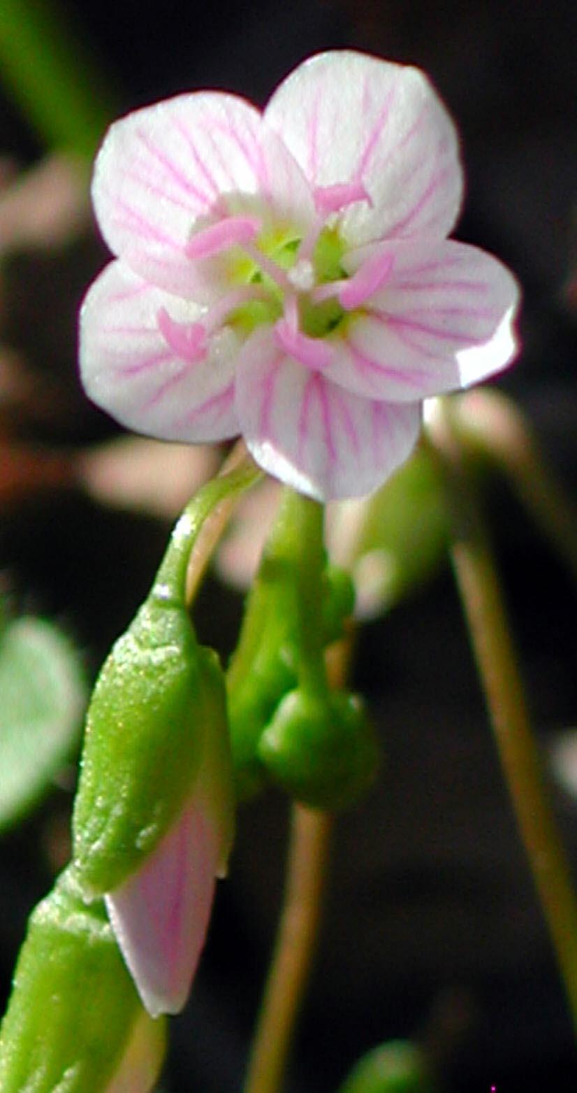 Spring Wildflowers are on the Way! (Part 1) - D&L ...