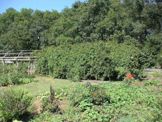 The Moravian community garden in Winston-Salem, NC is one of the oldest in the nation.