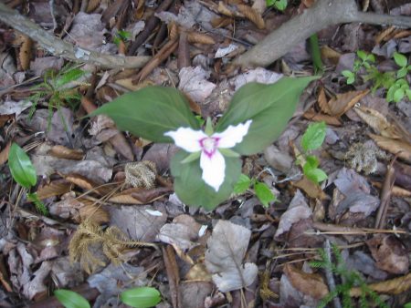 Amid mountain laurel and tall hardwoods, trilliums dotted the forest floor.