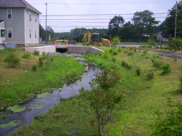 AFTER: Native plants flourish, along the restabilized banks of the stream.